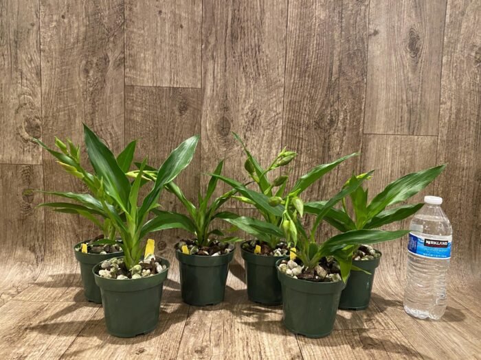 Zygolum Louisendorf 'Rhein Moonlight' (3.5" pot) - Image 2