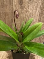Double Spikes Paphiopedilum vexillarium x sib (3.5” pot) - Image 5