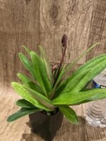 Double Spikes Paphiopedilum vexillarium x sib (3.5” pot) - Image 3