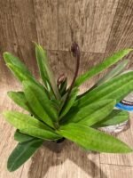Double Spikes Paphiopedilum vexillarium x sib (3.5” pot) - Image 6