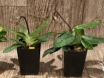 In Spike Paph. barbatum x sib (Plum Red x wide spread) (2” pot) - Image 4