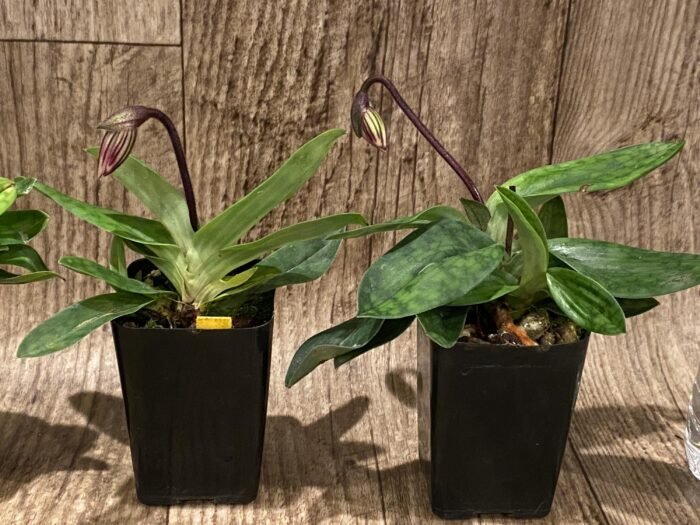 In Spike Paph. barbatum x sib (Plum Red x wide spread) (2” pot) - Image 4