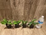 In Spike Paph. barbatum x sib (Plum Red x wide spread) (2” pot) - Image 6