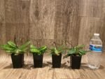 In Spike Paph. barbatum x sib (Plum Red x wide spread) (2” pot) - Image 7