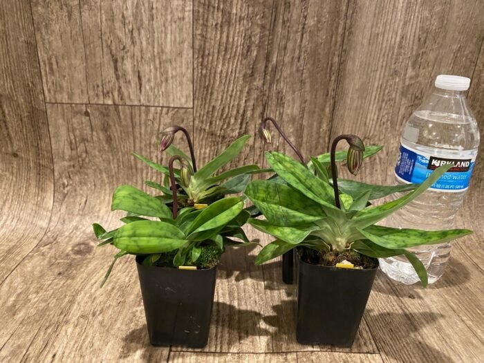 In Spike Paph. barbatum x sib (Plum Red x wide spread) (2” pot) - Image 3