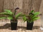 In Bloom Paphiopedilum Lorraines Pride x fairrieanum (2” pot) - Image 7