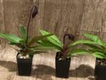 In Bloom Paphiopedilum Lorraines Pride x fairrieanum (2” pot) - Image 8
