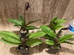 In Bloom Paphiopedilum Lorraines Pride x fairrieanum (2” pot) - Image 6