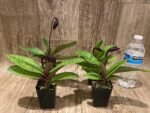 In Bloom Paphiopedilum Lorraines Pride x fairrieanum (2” pot) - Image 5