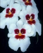 Double Spikes Miltoniopsis Don Egger #5 (3.5" Pot)