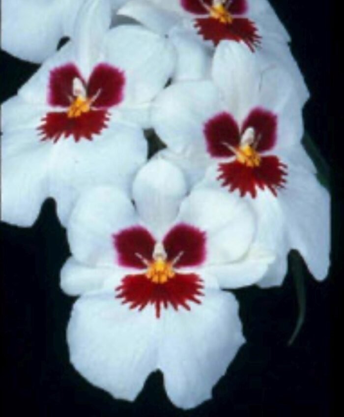 Double Spikes Miltoniopsis Don Egger #5 (3.5" Pot) - Image 1