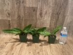 Paphiopedilum sangii x liemianum - Blooming Size (3.5” Pot) - Image 3