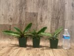 Paphiopedilum sangii x liemianum - Blooming Size (3.5” Pot) - Image 2