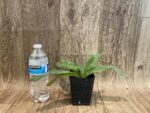 Paph. Charlesworthii Album (Perfection × New Wave) x Hilo Super Citron (3.5” pot) - Image 6