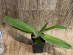 Paph. ((Makuli-Quicksiver) x Hsinying Citron)) x Charlesworthii (2” pot) - Image 3