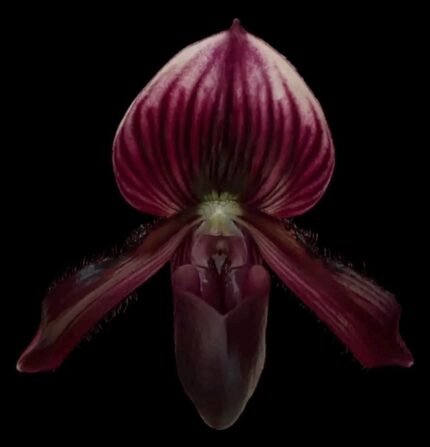 Paph. barbatum x All Black Everything (2” pot)