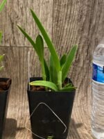 Fragrant Guarianthe bowringiana coerulea x Brassavola Grand Star (3.5 pot) - Image 6