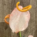Rare - Anthurium scherzerianum (Cream with red dots) (4.5” pot)