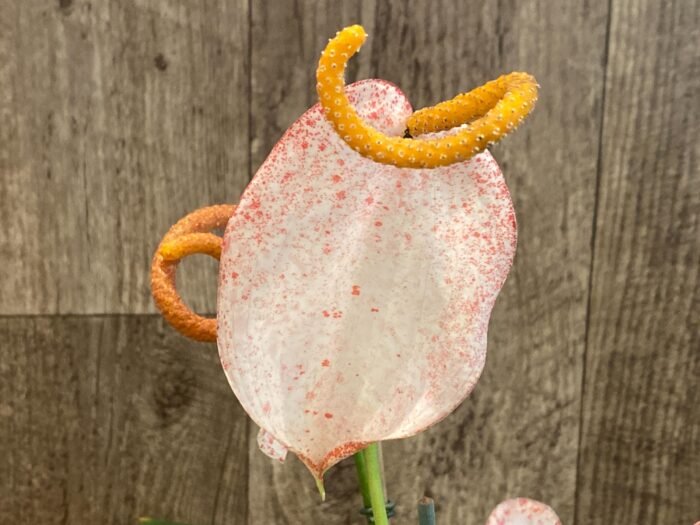 Rare - Anthurium scherzerianum (Cream with red dots) (4.5” pot) - Image 1