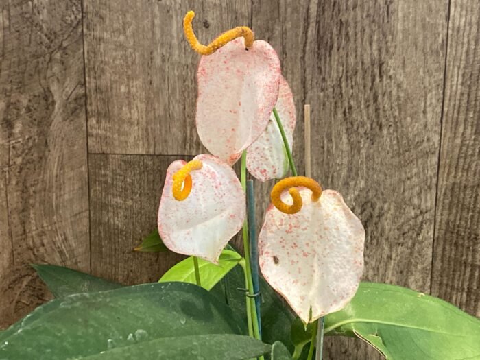 Rare - Anthurium scherzerianum (Cream with red dots) (4.5” pot) - Image 3