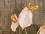 Rare - Anthurium scherzerianum (Cream with red dots) (4.5” pot) - Image 2
