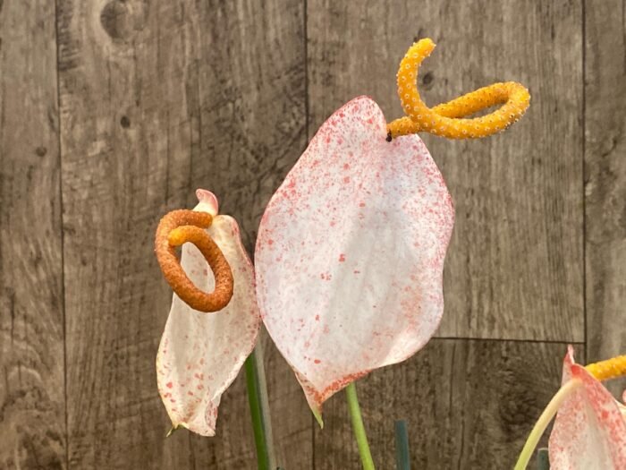 Rare - Anthurium scherzerianum (Cream with red dots) (4.5” pot) - Image 2