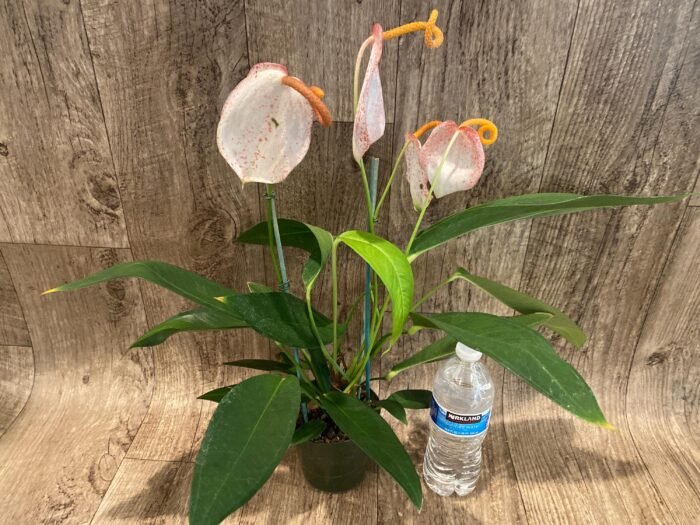 Rare - Anthurium scherzerianum (Cream with red dots) (4.5” pot) - Image 4