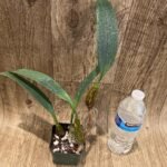 Bulbophyllum longiflorum 'Crown Point' (3” Pot)