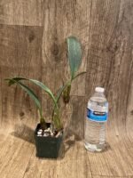 Bulbophyllum longiflorum 'Crown Point' (3” Pot) - Image 3