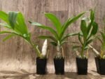 Cycnoches Richard Brandon 'New Year' × Cyc. cooperi (2.25” pot) - Image 5