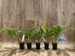 Cycnoches Richard Brandon 'New Year' × Cyc. cooperi (2.25” pot) - Image 7