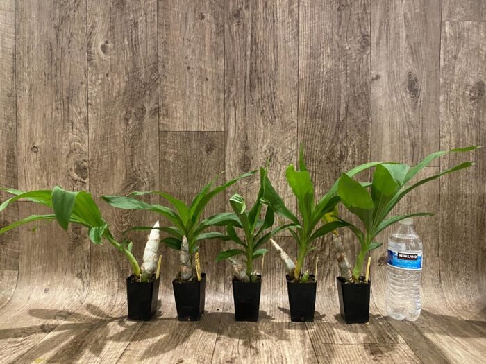 Cycnoches Richard Brandon 'New Year' × Cyc. cooperi (2.25” pot) - Image 7