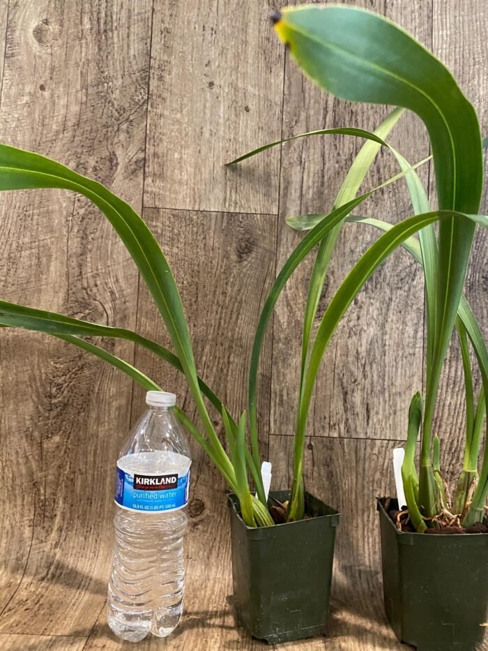 Fragrant - Maxillaria picta  (3.5” pot) - Image 6