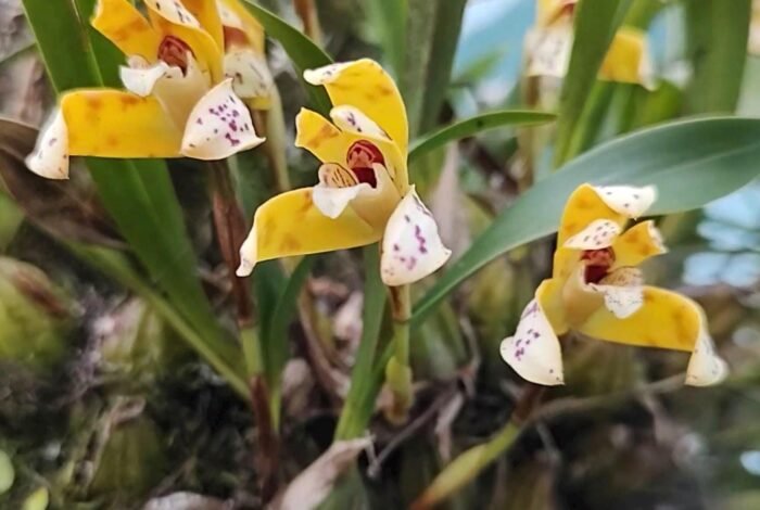 Fragrant - Maxillaria picta  (3.5” pot) - Image 2