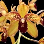 Grammatocymbidium Palkret Nirvana 'Eeluga'  (3.5” pot)
