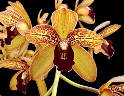 Grammatocymbidium Palkret Nirvana 'Eeluga'  (3.5” pot)
