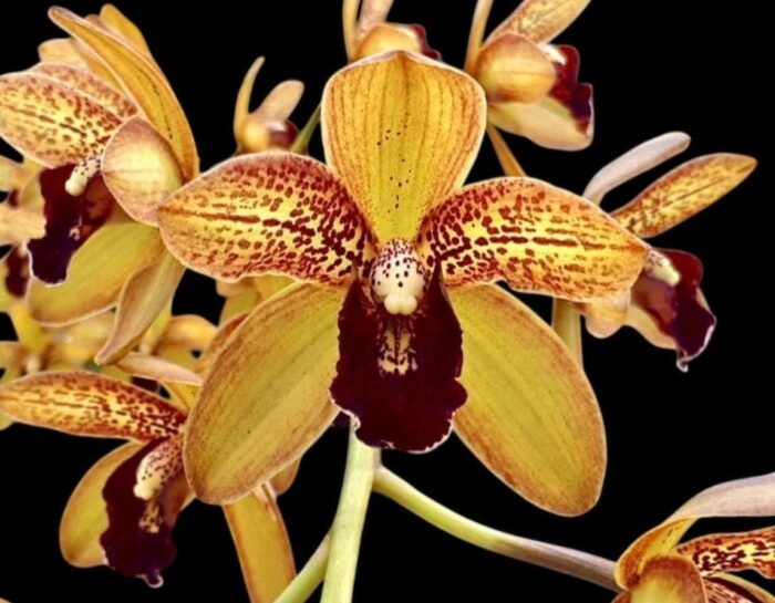 Grammatocymbidium Palkret Nirvana 'Eeluga'  (3.5” pot) - Image 1
