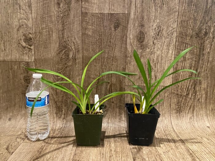 Grammatocymbidium Palkret Nirvana 'Eeluga'  (3.5” pot) - Image 2