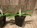 Paph. fairrieanum (3.5” Pot) - Image 3