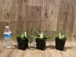 Paph. fairrieanum (3.5” Pot) - Image 6