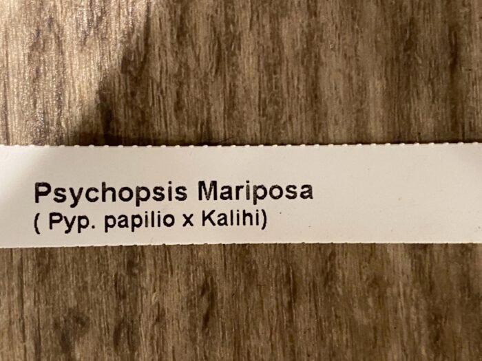 Psychopsis Mariposa (papilio × Kalihi) (3.5” pot) - Image 7