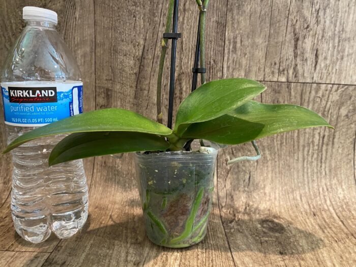 Double Spikes Phalaenopsis Dtps I-Hsin Confetio “IS2744#5” (3.5" pot) - Image 8