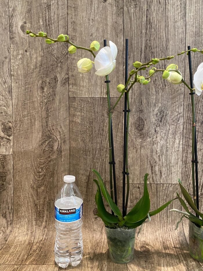 Double Spikes Phalaenopsis Dtps I-Hsin Polar Bear (3.5" pot) - Image 6