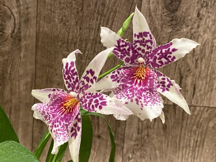 Beallara Big Shot 'Pink Leopard' (3.5” Pot) - Image 3