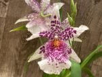 Beallara Big Shot 'Pink Leopard' (3.5” Pot) - Image 4