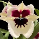 Quadruple Spikes Miltoniopsis Rene Komoda 'Pacific Clouds' (3.5" Pot)