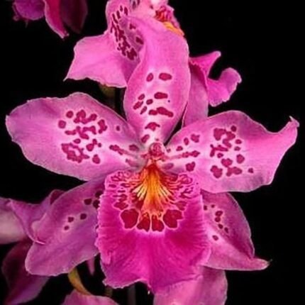 Vuylstekeara Carnival 'Rio' (3.5” Pot)