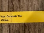 In Spike Vuylstekeara Carnival 'Rio' (3.5” Pot) - Image 7