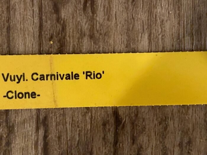 In Spike Vuylstekeara Carnival 'Rio' (3.5” Pot) - Image 7
