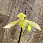 In Spike Paph. Winged Flight (Bernice album × lowii alba) (3.5” pot)